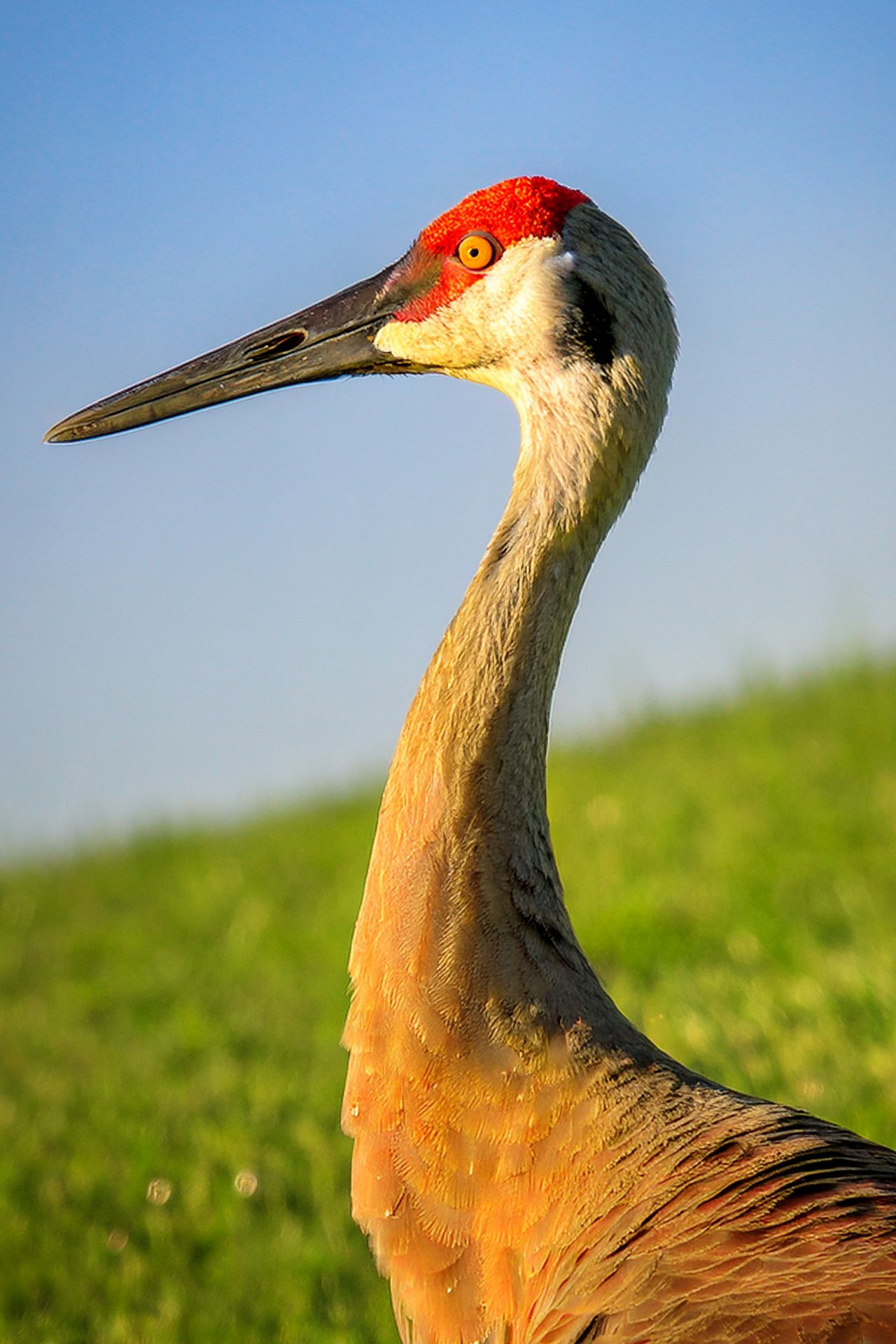Sandhill Crane Head